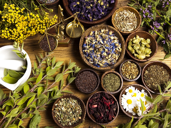 Tiết lộ 10 loại cây thuốc nam trị tiểu đường hiệu quả tại nhà